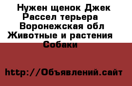 Нужен щенок Джек Рассел терьера - Воронежская обл. Животные и растения » Собаки   